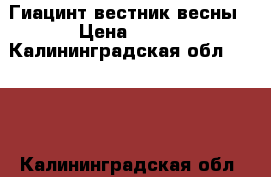 Гиацинт вестник весны › Цена ­ 400 - Калининградская обл.  »    . Калининградская обл.